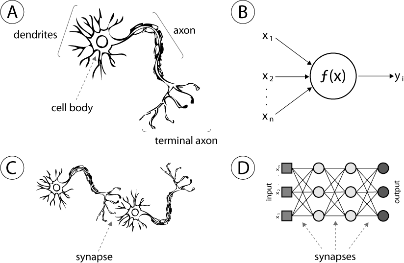 brain_neurons